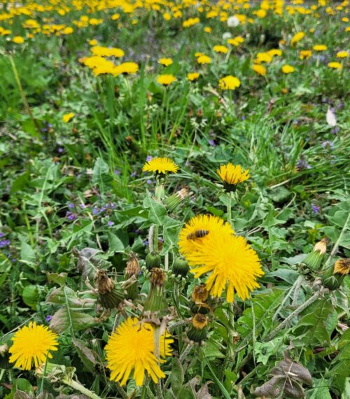 wild-flower-meadow2026_1