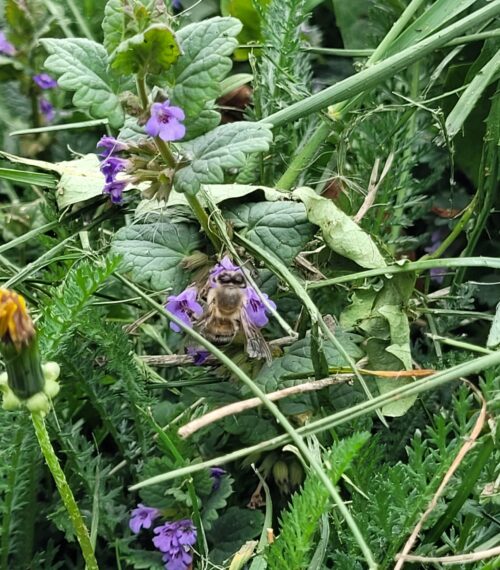 wild-flower-meadow2026_2