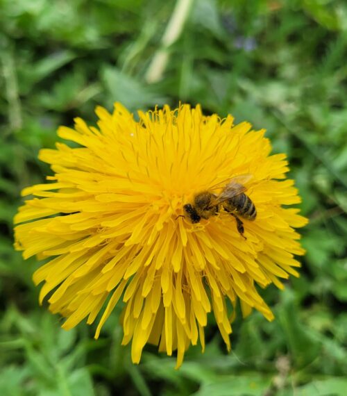 wild-flower-meadow2026_3