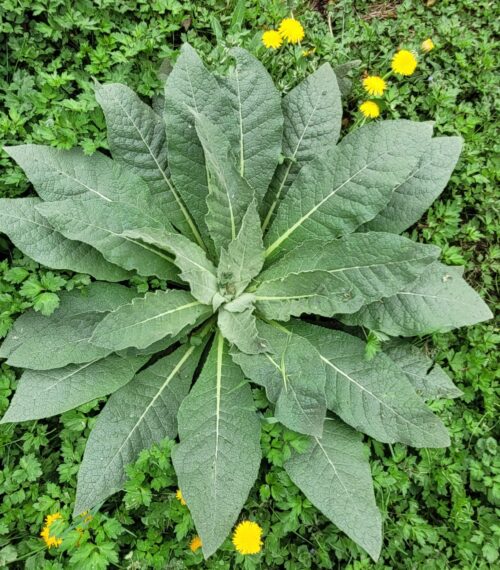 wild-flower-meadow2026_4